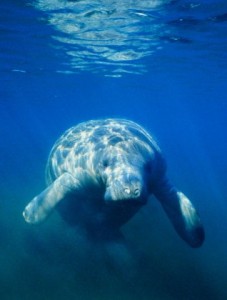 Тюлени южного полушария