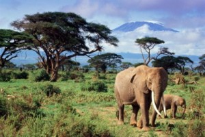 Слоны и их предки