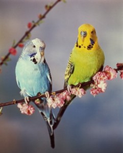Питание и пищеварение у птиц